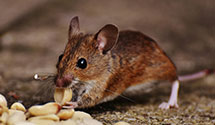 24 Hour & Emergency Exterminators in Frk Of Salmon, CA